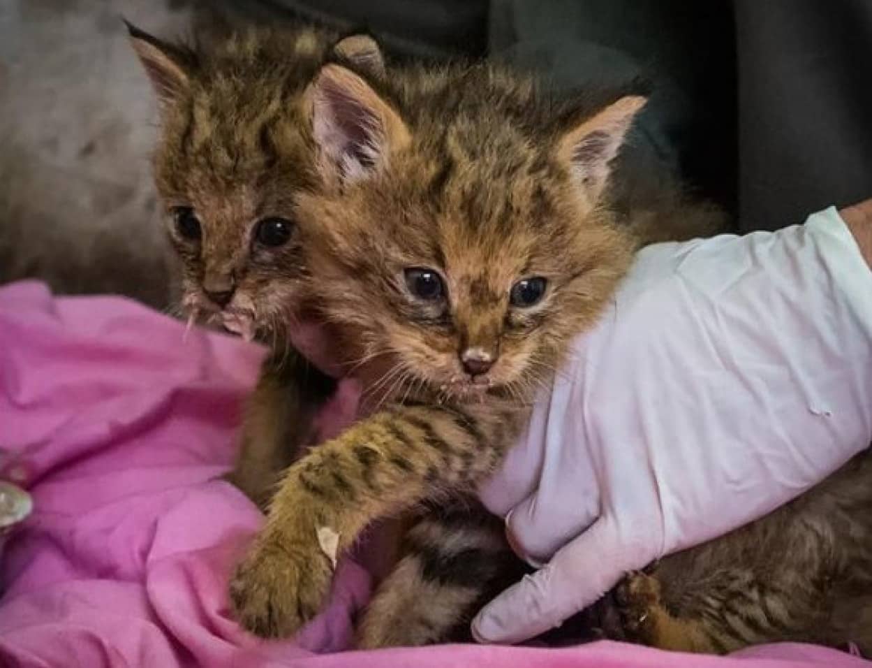 道路わきでうずくまっていた子猫たちを保護したところ特別な猫であることが判明 イスラエル カラパイア 道路わきでうずくまっていた子猫たちを保護したところ特別な猫であることが判明 イスラエル カラパイア