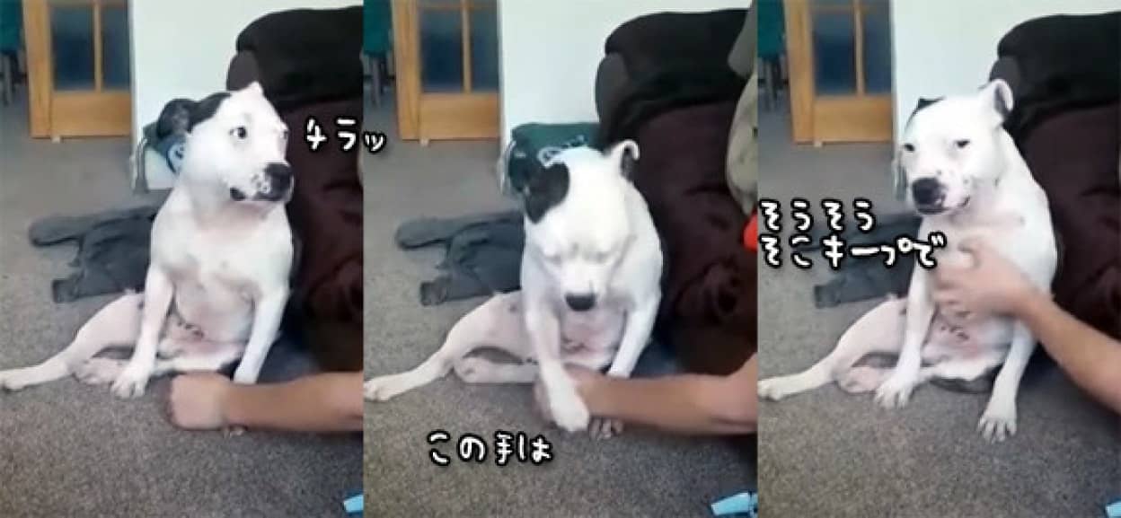 犬だってモフられたい モフを催促する甘えん坊のブルテリア カラパイア