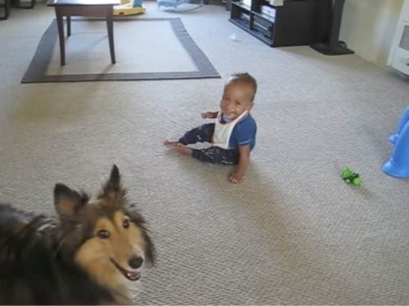 楽しいね 楽しいね 犬のベビーシッターと大喜びで遊ぶ赤ちゃんの笑い声がはじける動画 カラパイア