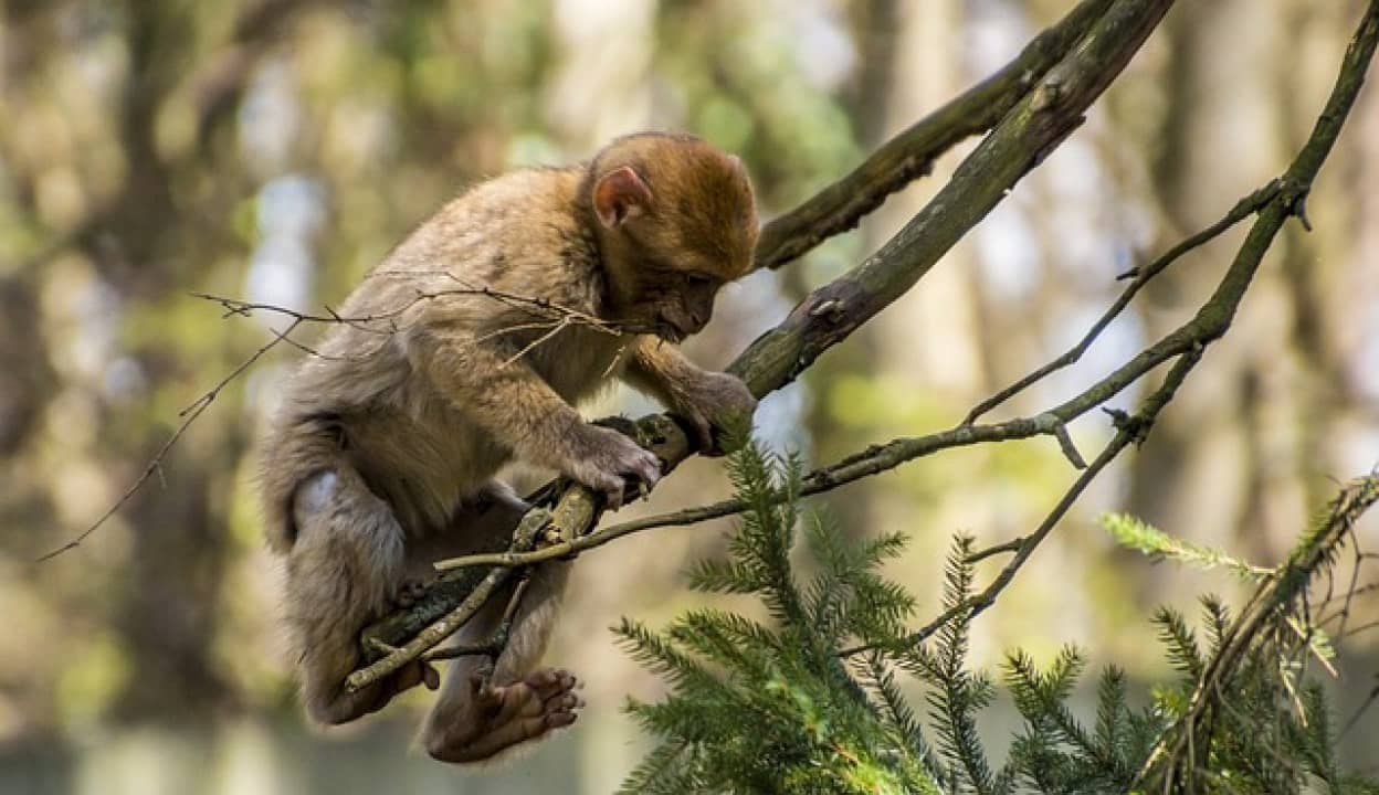 人間の肘と肩は類人猿の祖先が木から降りるときのブレーキとして発達した