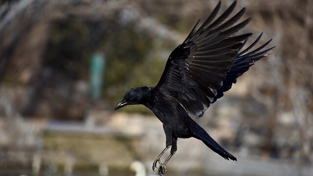 crow-3452762_640