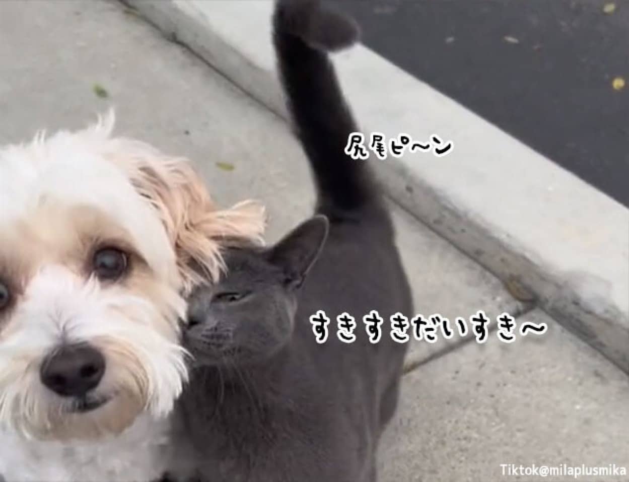 散歩中の犬をロックオンした猫、そのまま家族に