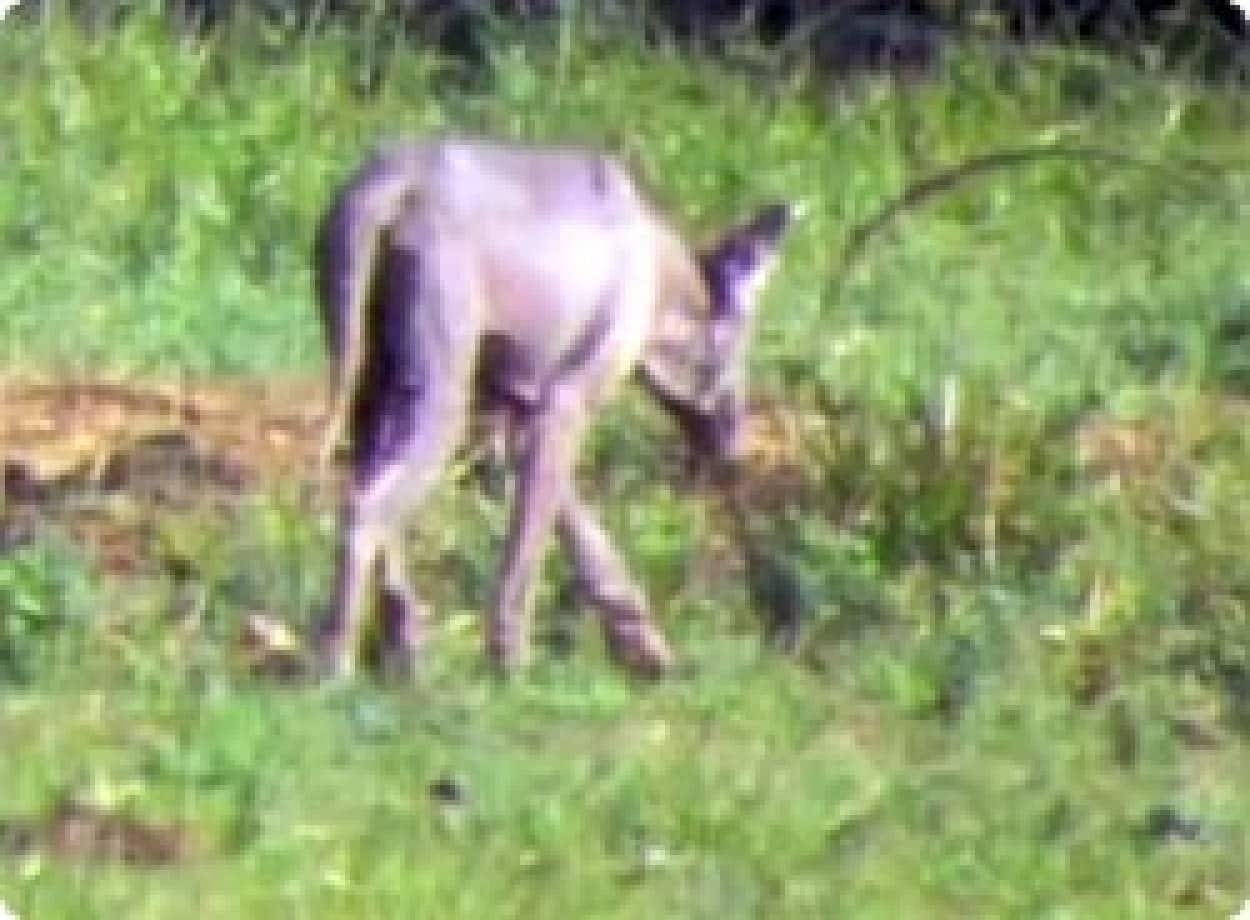 これが伝説のチュパカブラか テキサスで話題となっている未確認生物 カラパイア