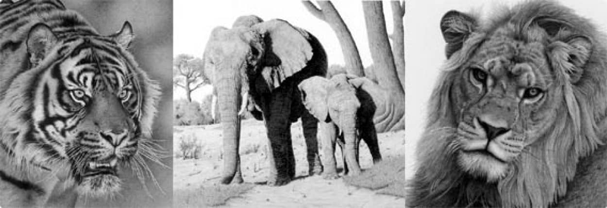 繊細なタッチと忠実な写実 鉛筆で描いた動物たちの ハイパーリアリズム画 カラパイア