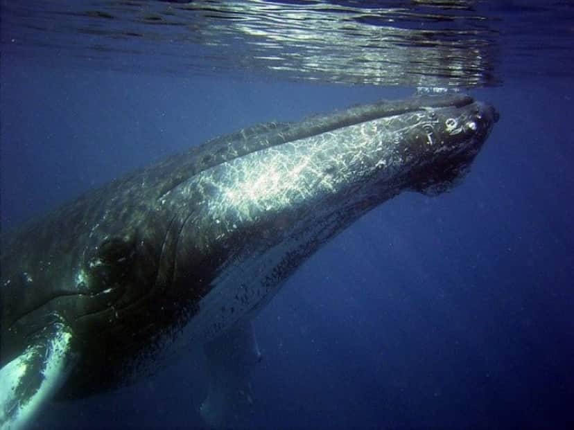 リアルに存在した クジラに飲み込まれ 吐き出された男性がその心境を語る カラパイア リアルに存在した クジラに飲み込まれ 吐き出された男性がその心境を語る カラパイア