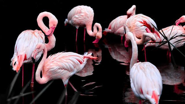 flamingos-3206415_640