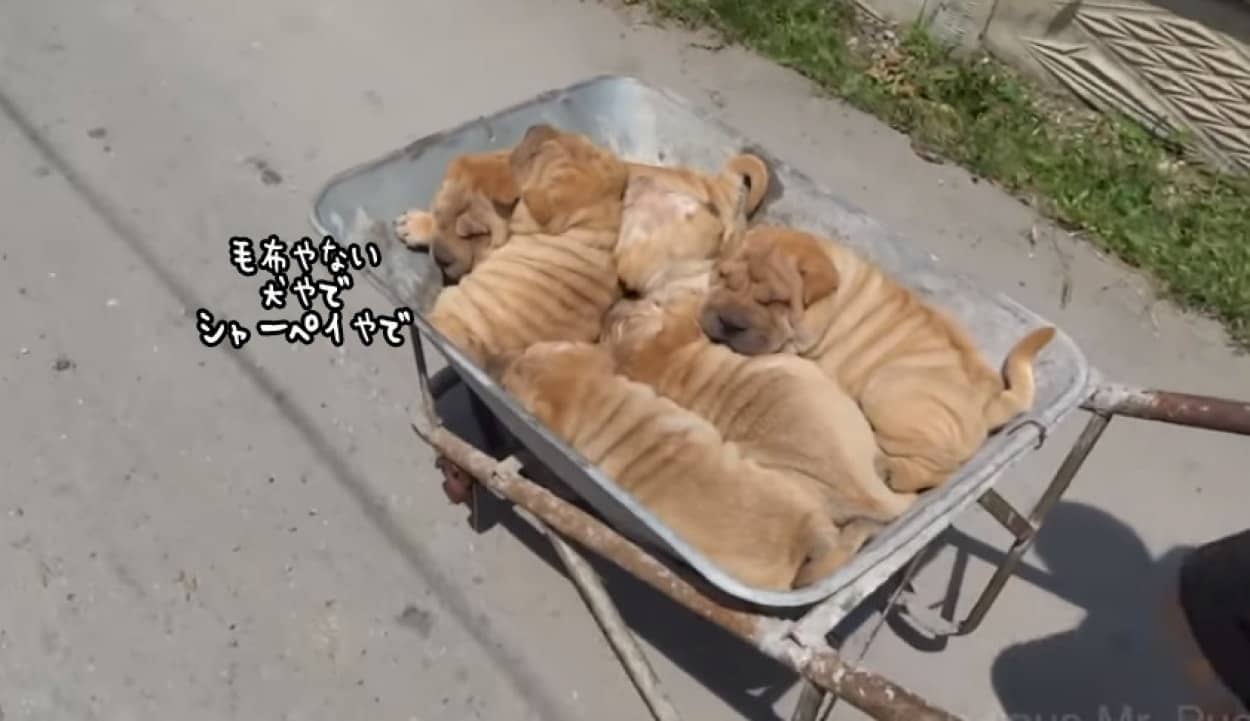 毛布やないし 猫車に乗ってるけど猫やない こうみえても古代犬種 うちらシャーペイなんやで カラパイア 毛布やないし 猫車に乗ってるけど猫やない こうみえても古代犬種 うちらシャーペイなんやで カラパイア