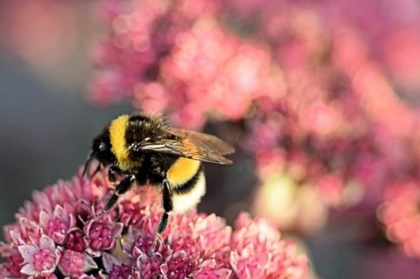 bumblebee-3647445_640_e