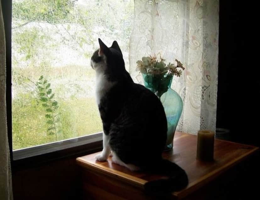 cat
