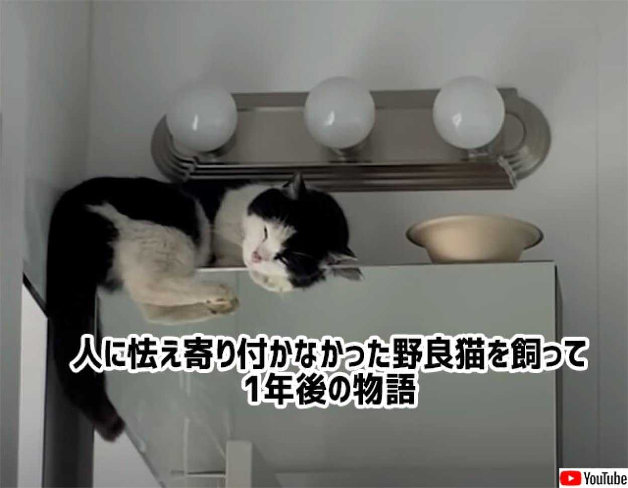 警戒心の強い野良猫の保護物語