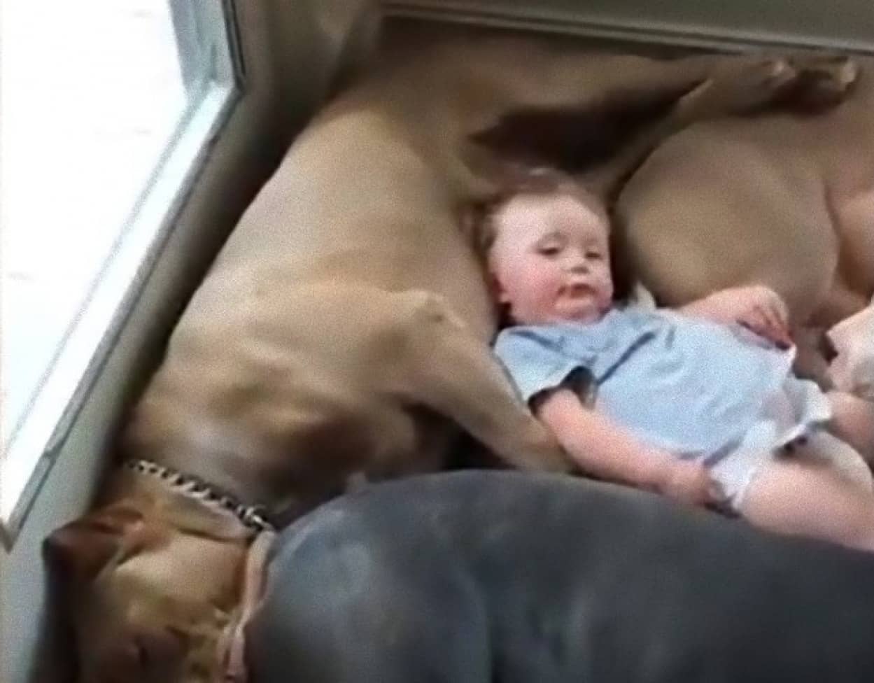 密度濃い だがそれがかわいい 大きなピットブル4匹の中にぎゅうぎゅう入りこむ赤子 カラパイア