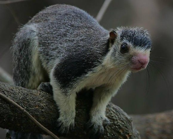これもリス あれはモモンガ みんな違ってみなかわいい 7種のリス科の仲間たち カラパイア