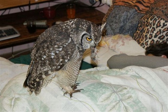 caring_owl_24