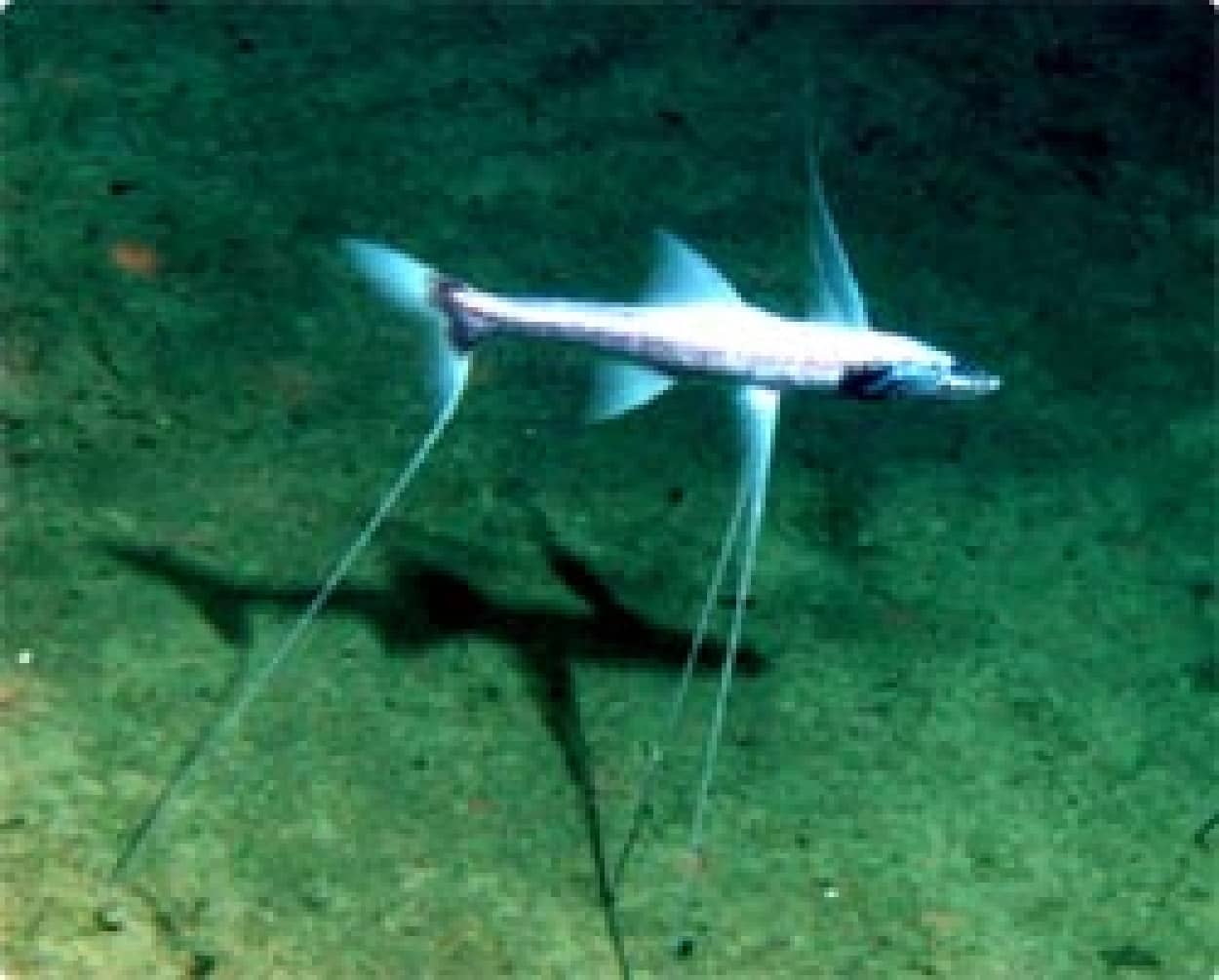 深海魚って面白い！3本足で立ち歩きする「イトヒキイワシ（Tripod fish 