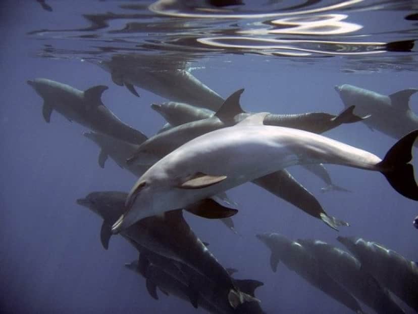 dolphins-380034_640_e