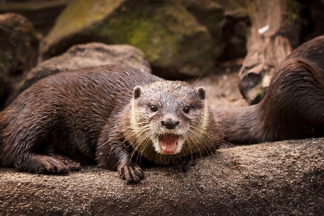 otter-2883047_640