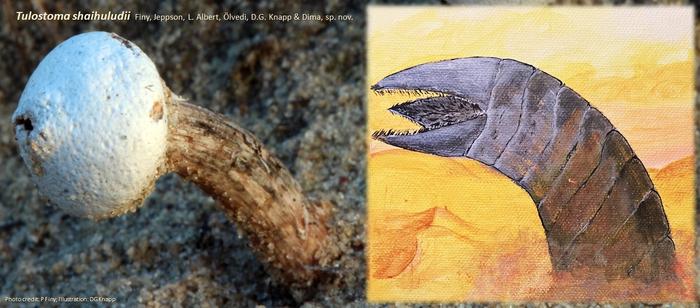 「デューン（砂の惑星）」のサンドワームそっくりな新種のキノコを乾燥地帯で発見
