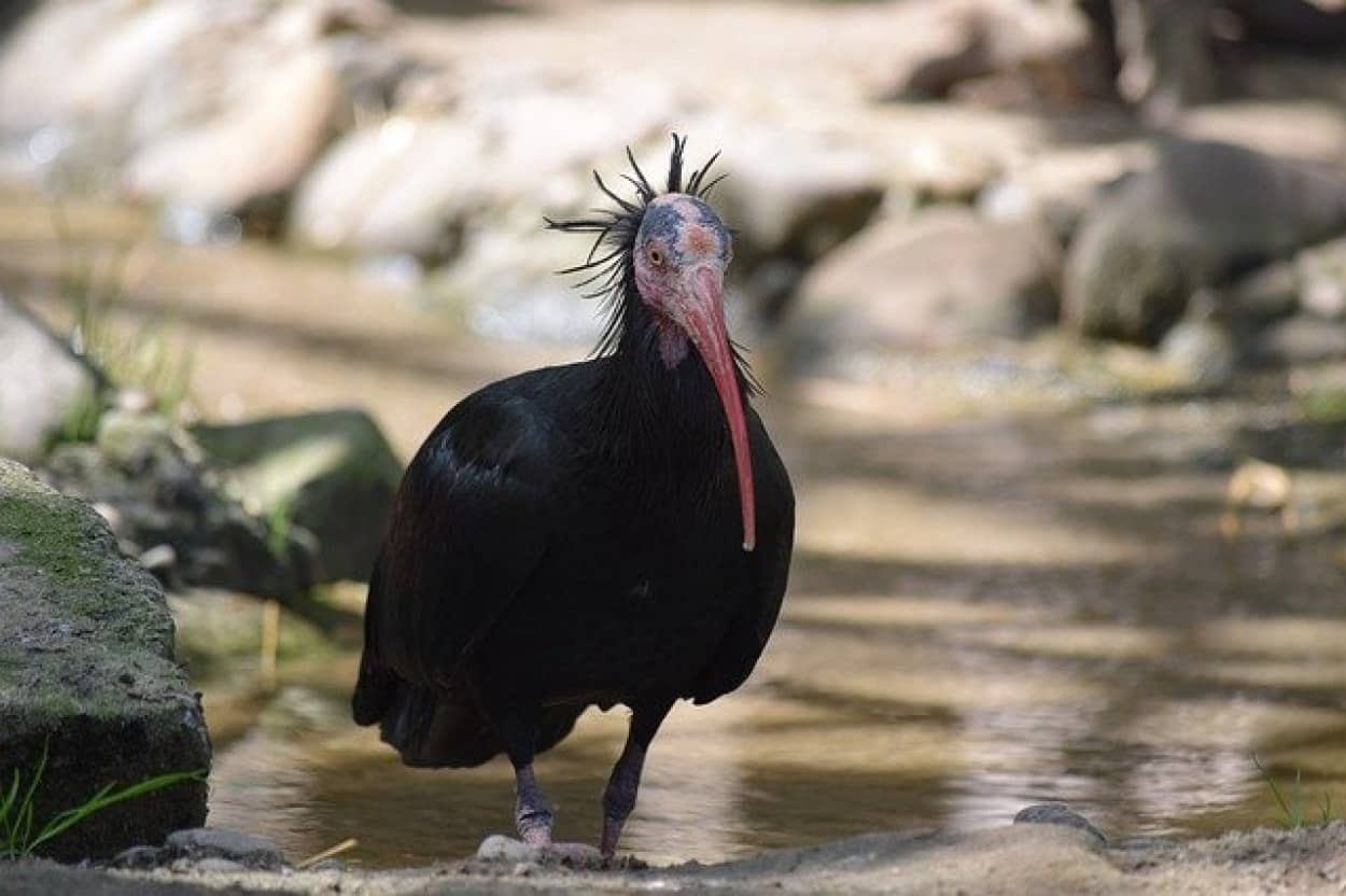 人間にとってかわいくない生き物だって、平等に守るべき命である