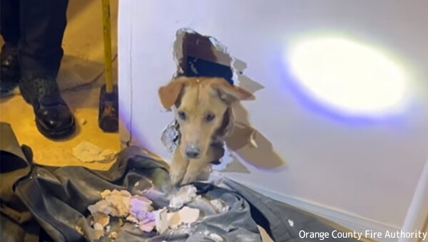 好奇心旺盛な犬、壁の中から出られなくなってしまい消防隊員らに救出される