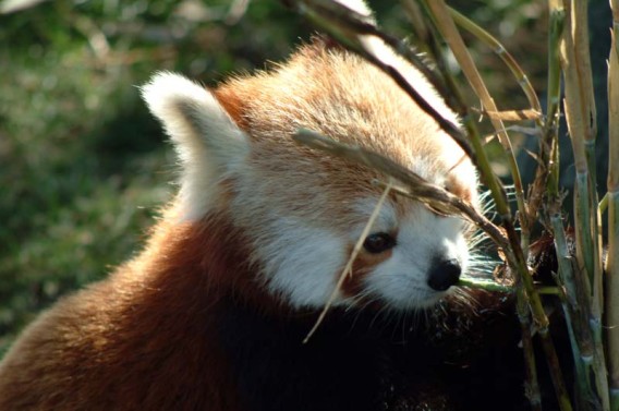 世界で一番かわいい動物トップ２０ Cnn調べ カラパイア