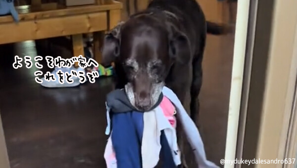 全力で歓迎します！誰かが家に来ると必ずプレゼントを持ってやってくる犬