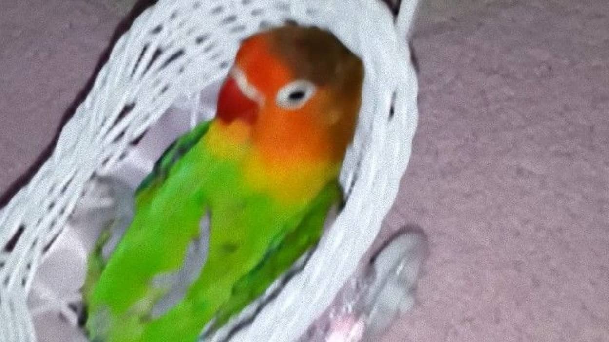 マイベビーカーでゆらゆらされるのが好きな鳥 カラパイア