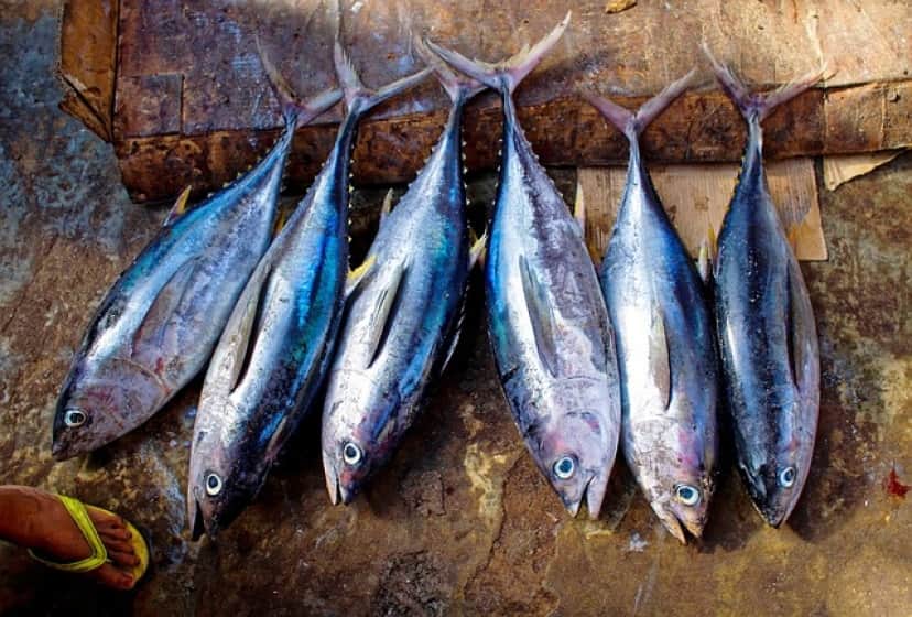 tuna-fish-954073_640