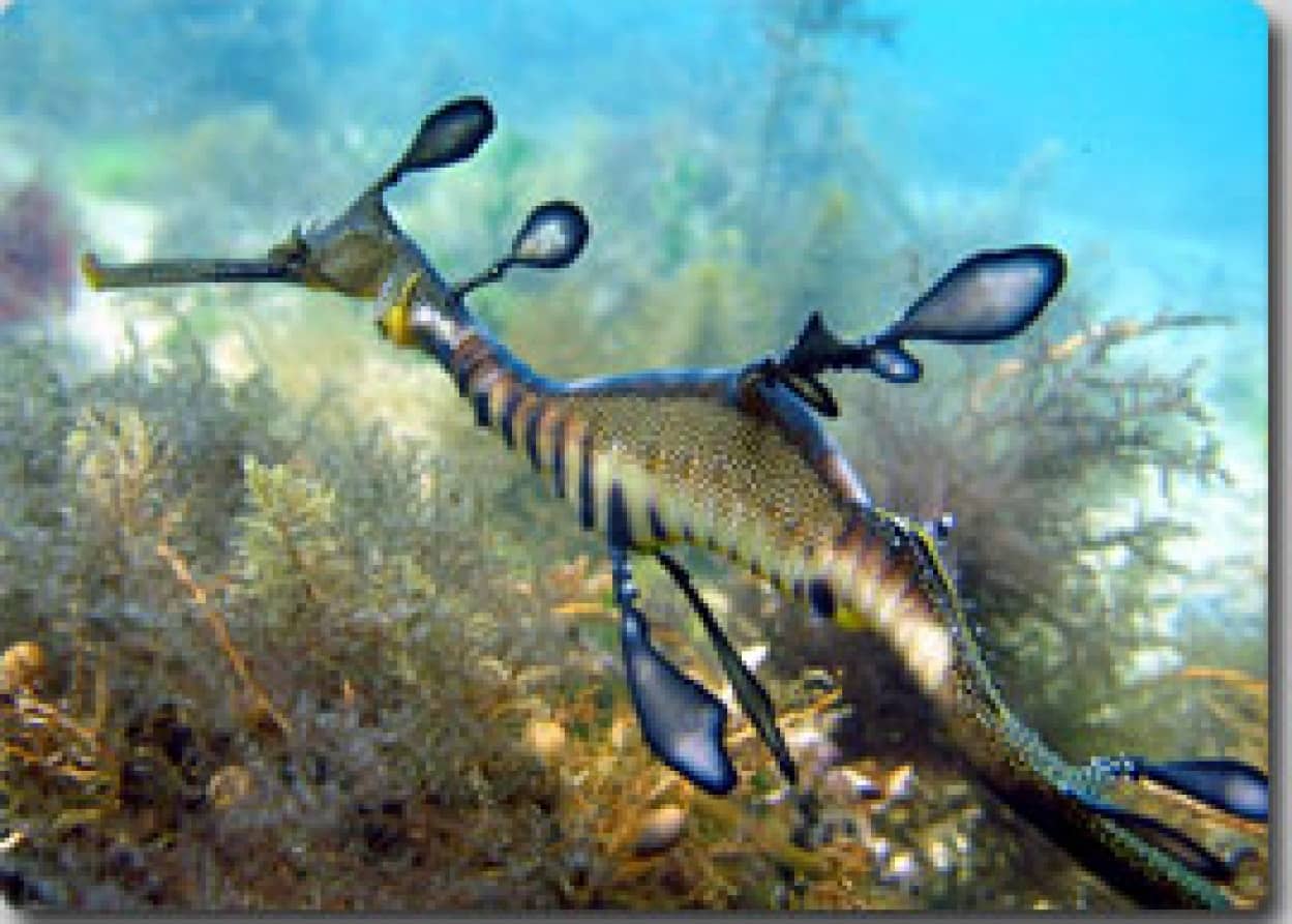 シードラゴンの求愛ダンス カラパイア