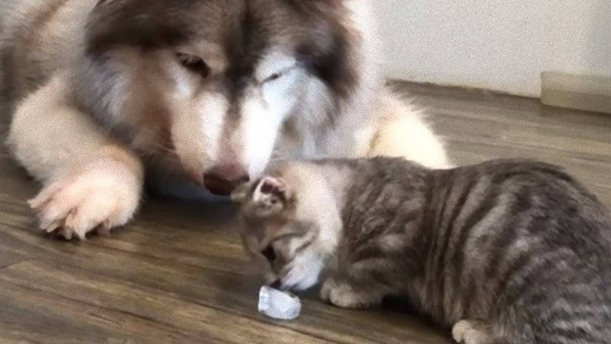 猫が氷という物質について学んでいたところ 氷大好きなハスキーが動いた奪い愛の瞬間 カラパイア