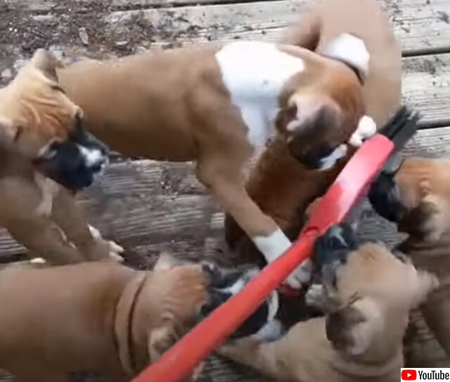 お掃除ができないのにニヤニヤする動画。ほうきにじゃれつく大量の子犬たち