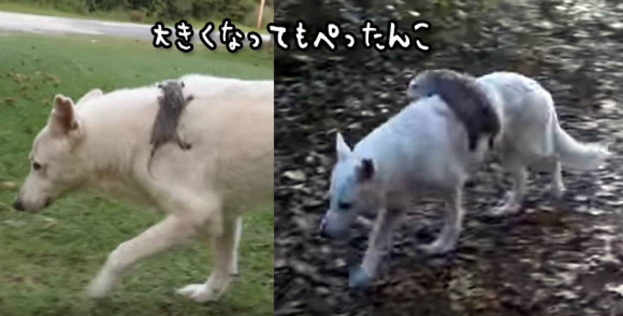 大きくなってもぺったんこ 孤児になったオポッサムは犬の背中から離れられないんだもん カラパイア