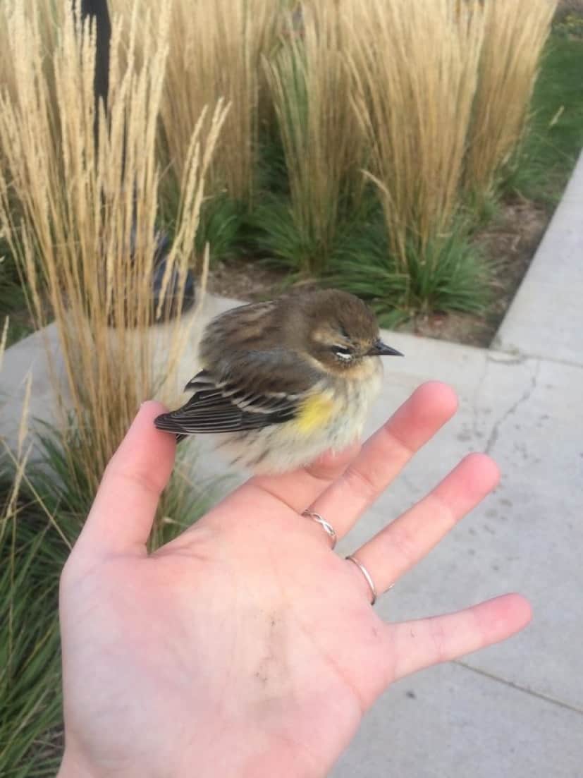 bird-2
