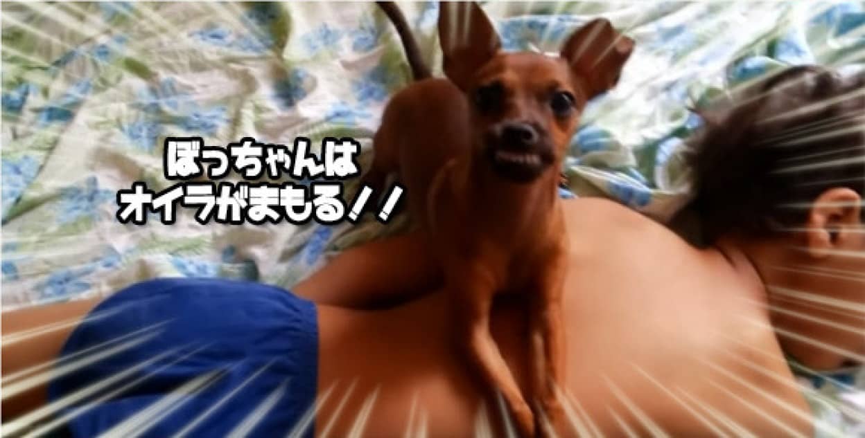 例え父親でも許さん 少年を揺り起こそうとすると本気で攻撃をしかけてくる犬 カラパイア