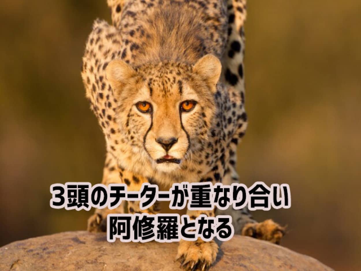 阿修羅と化した3頭のチーター