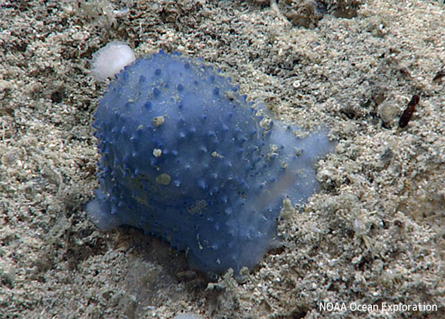 トゲトゲのスライム？カリブの海底で、未知なる青いクリーチャーが発見される