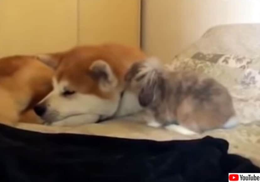 秋田犬が大好きなウサギ 眠たそうな犬の近くでピョンピョンした後 身を寄せ合って仲良くお昼寝 カラパイア