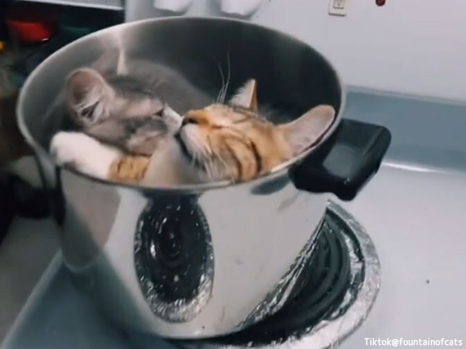 食事の支度をしようとしたら子猫たちが自ら具材となって鍋に入り込んでいた