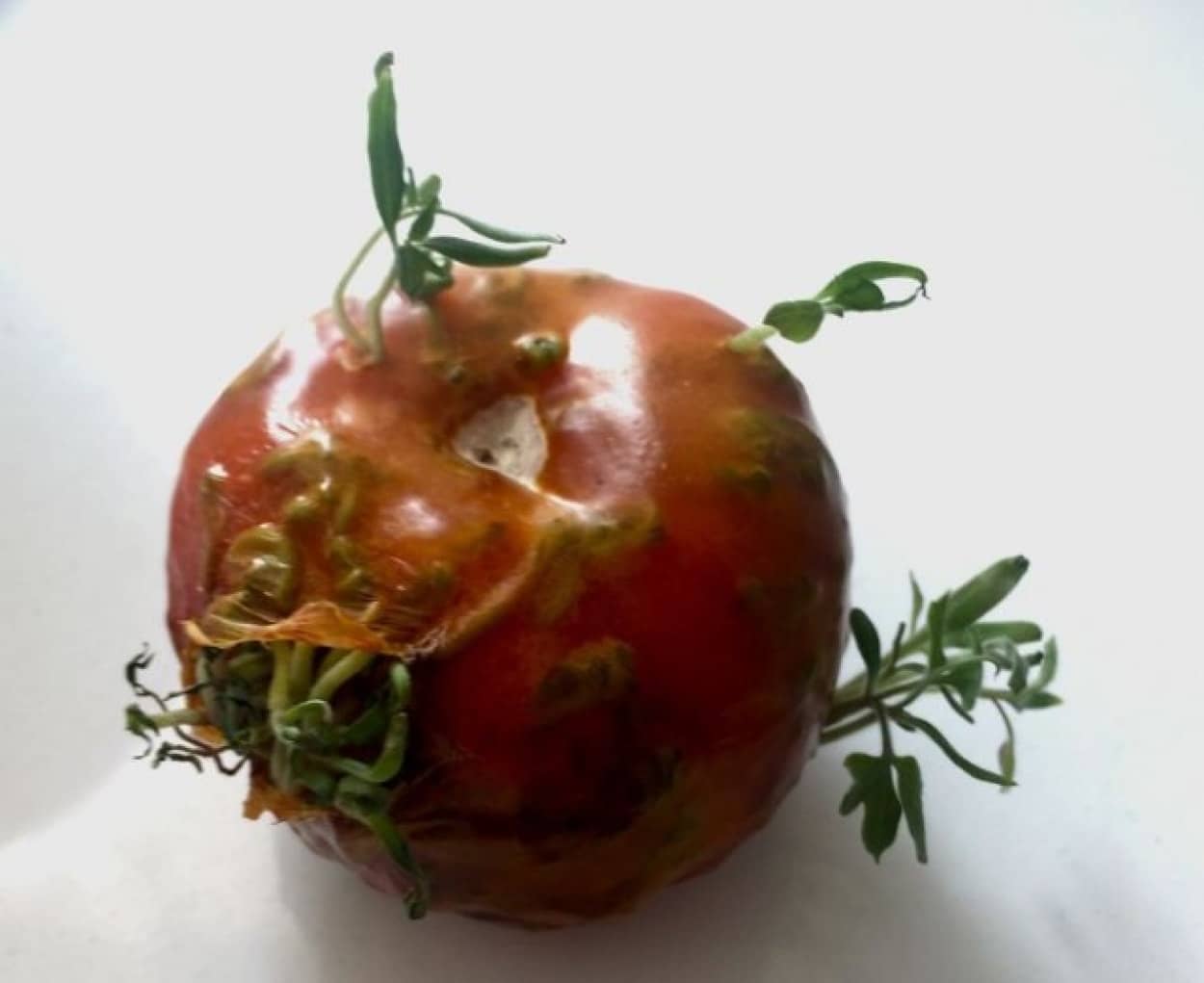 植物の発芽パワーの凄さがわかる果物や野菜の12の画像 カラパイア 植物の発芽パワーの凄さがわかる果物や野菜の12の画像 カラパイア