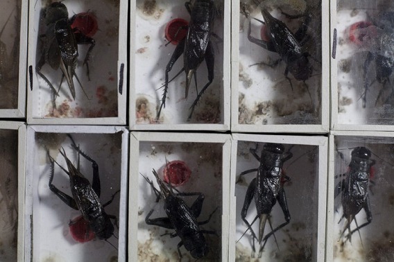 コオロギを闘わせ最強の虫王を決める中国伝統の昆虫バトル 闘蟋 とうしつ カラパイア