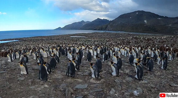 大量密集。群れがすぎるペンギンのコロニー映像（サウスジョージア島）