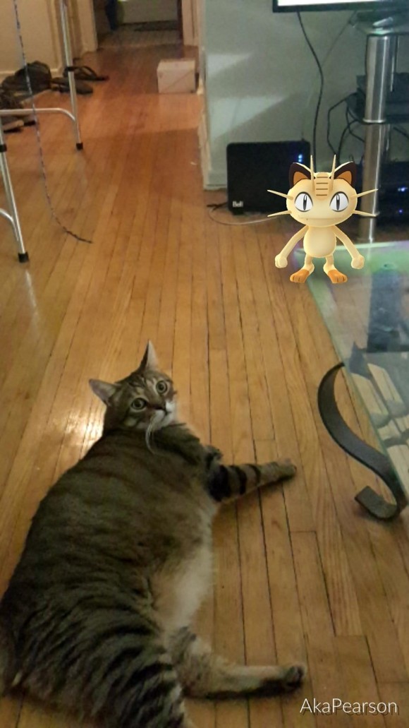 はからずも ポケモンgoに巻き込まれてしまった猫たちのいる風景 カラパイア