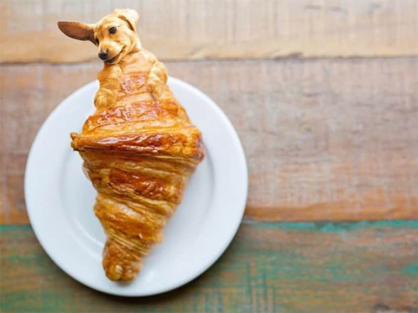 おいしそうすぎてヤバい 犬と食べ物を融合させたインスタグラムアカウントが大人気 カラパイア