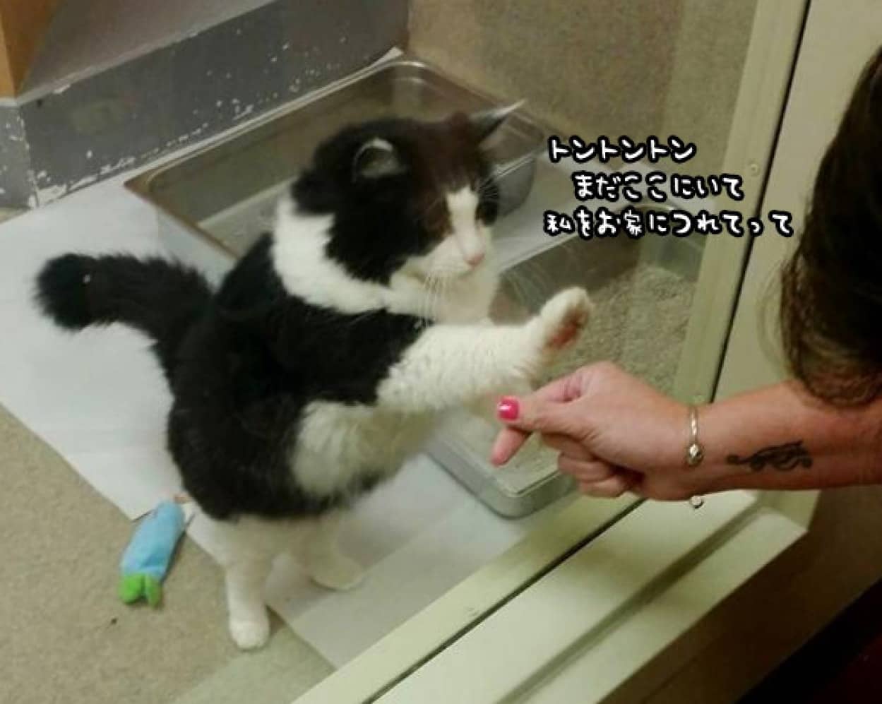 トントントン 私をお家にどうでしょう シェルターに引き取られた13歳の猫 おねだりポーズが決め手となり新たなる家族の元へ アメリカ カラパイア