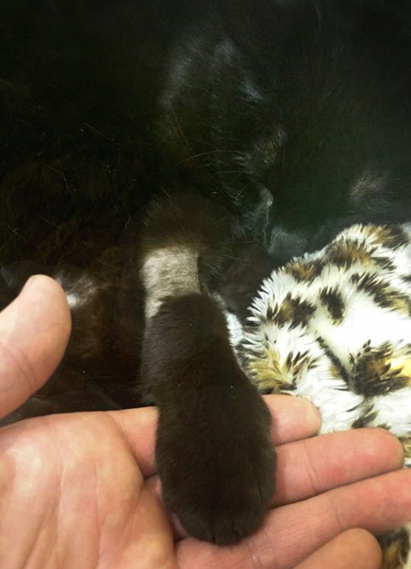 道路でひかれ横たわっていた猫を目撃したトラックの運転手 このまま立ち去るには忍びないと戻ってみたところ カラパイア 道路でひかれ横たわっていた猫を目撃したトラックの運転手 このまま立ち去るには忍びないと戻ってみたところ カラパイア