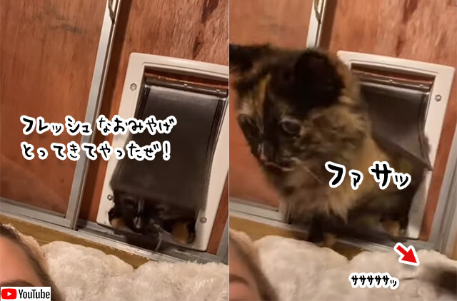 猫のおみやげは 時として飼い主に強烈なダメージを与える件 カラパイア