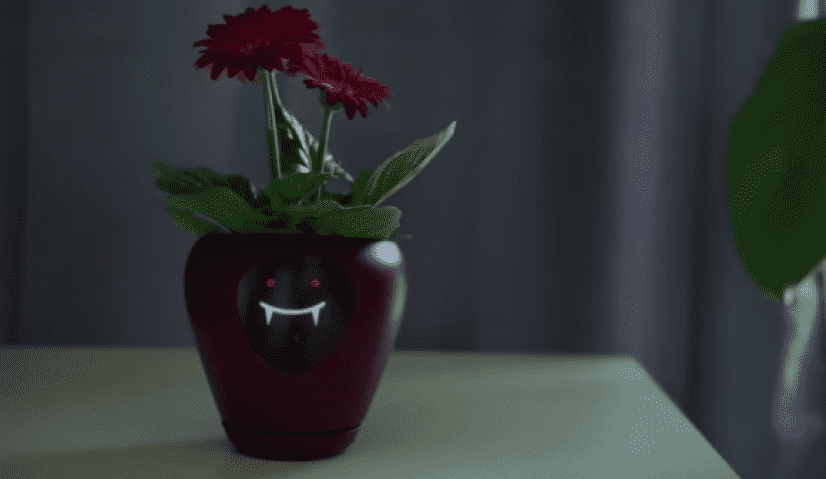 plant5