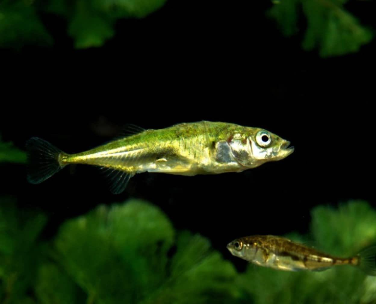 魚はそれぞれ性格が違う。それは泳ぎ方に現れている