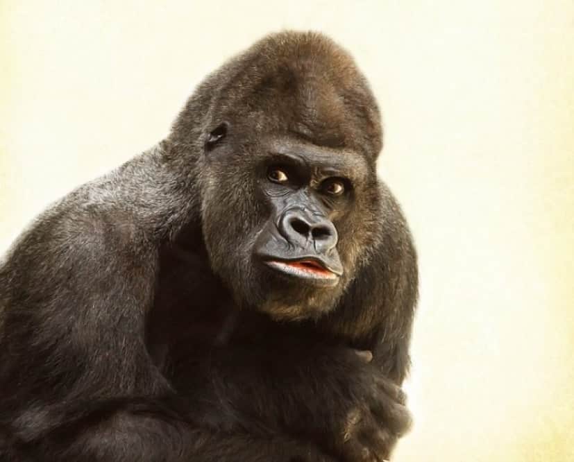 gorilla-448731_640_e