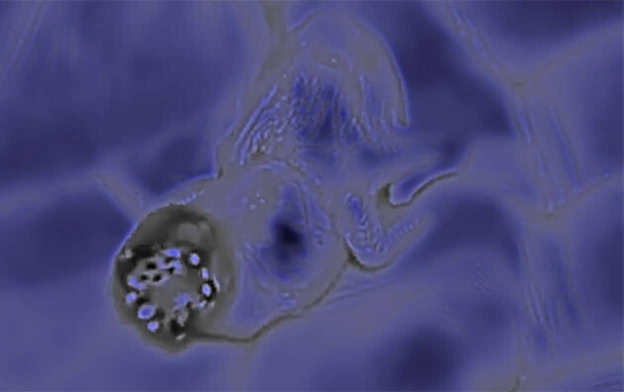 エイリアンのような謎生物