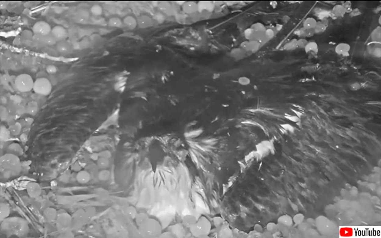 雹に打たれながら卵を守り続けたミサゴの母鳥